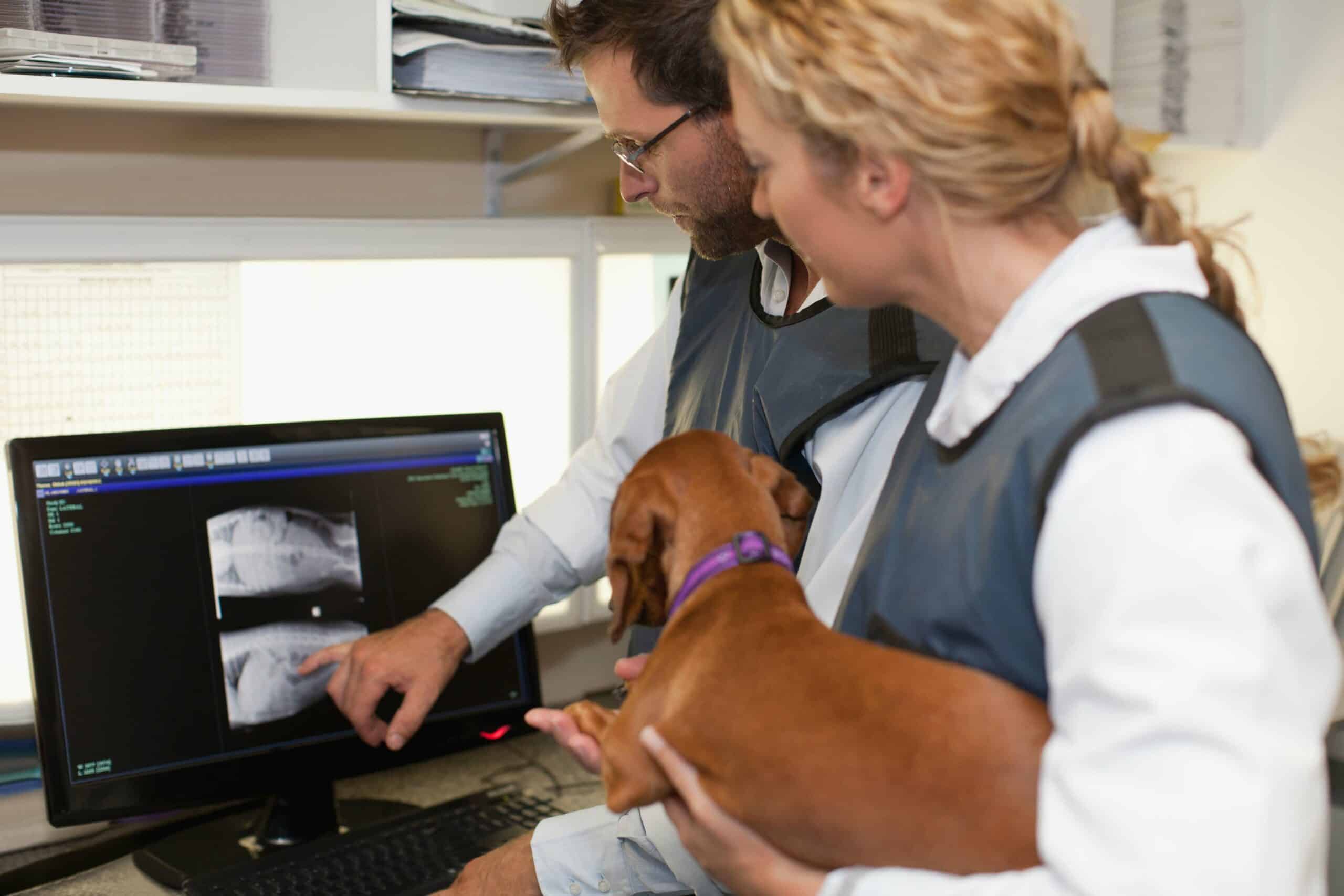Advanced Imaging Capabilities at Animal Emergency Hospital DeLand