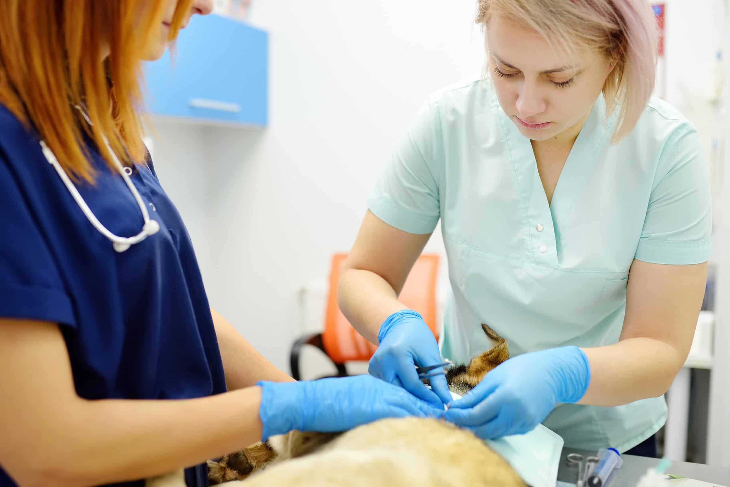 Advanced Pet Surgery for Dogs and Cats in DeLand, FL SERVICES