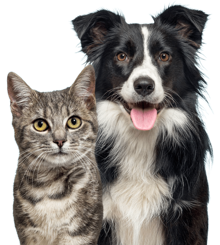 Animal Emergency Hospital DeLand Frequently Ask Questions