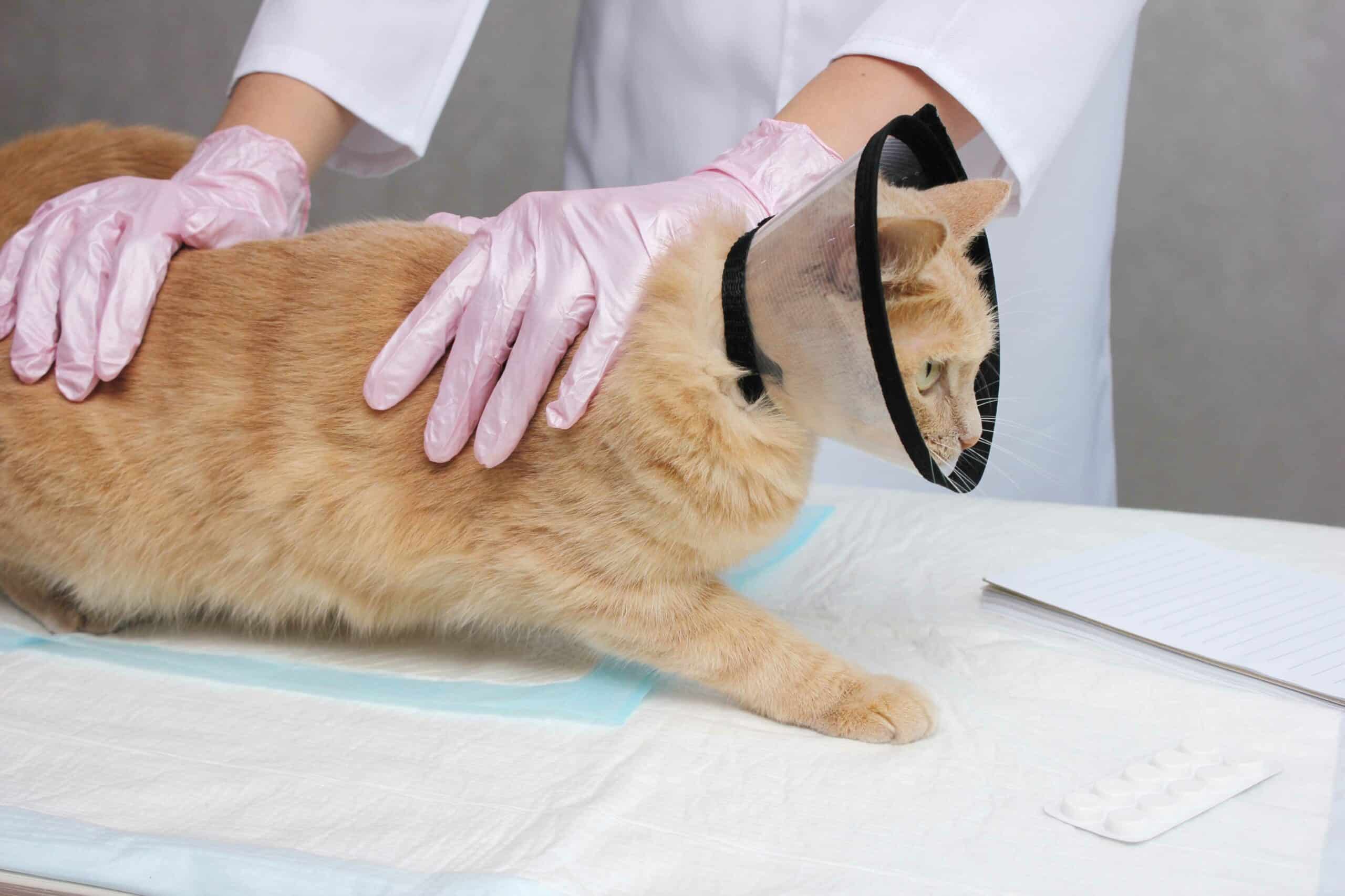 Comprehensive Surgical Services for Pets