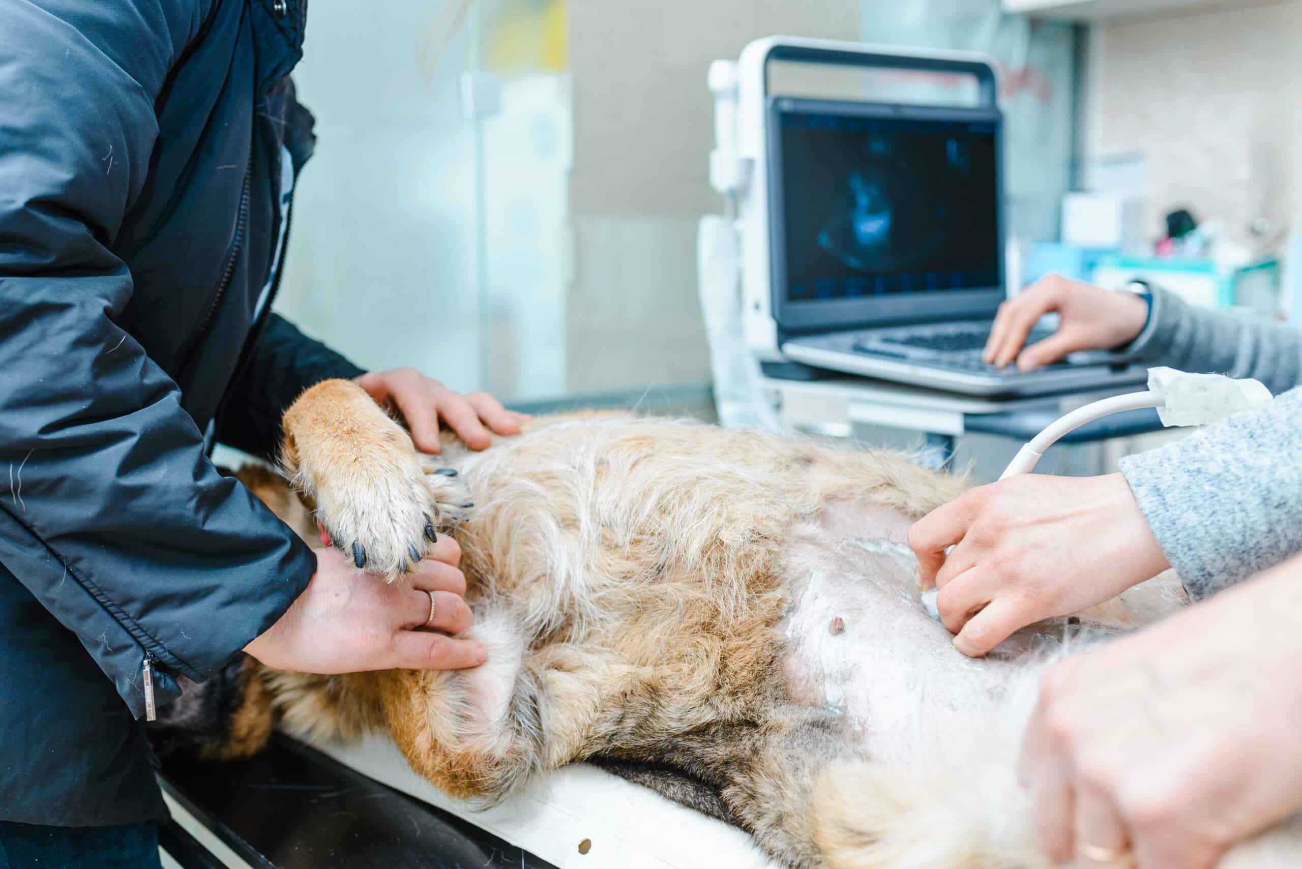 Veterinary Diagnostics and Imaging