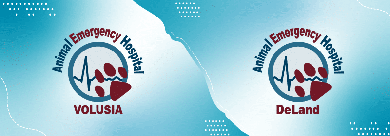 Managing Pain in Our Patients – So Many Options