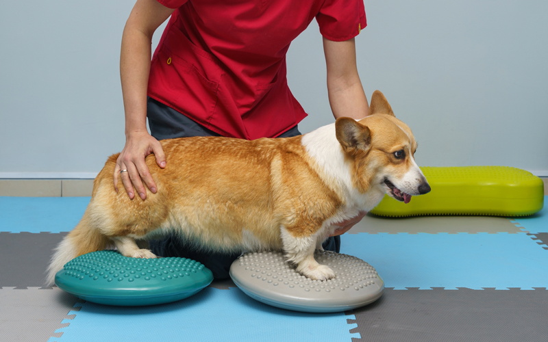 Rehabilitation Services Available in Ormond Beach and DeLand