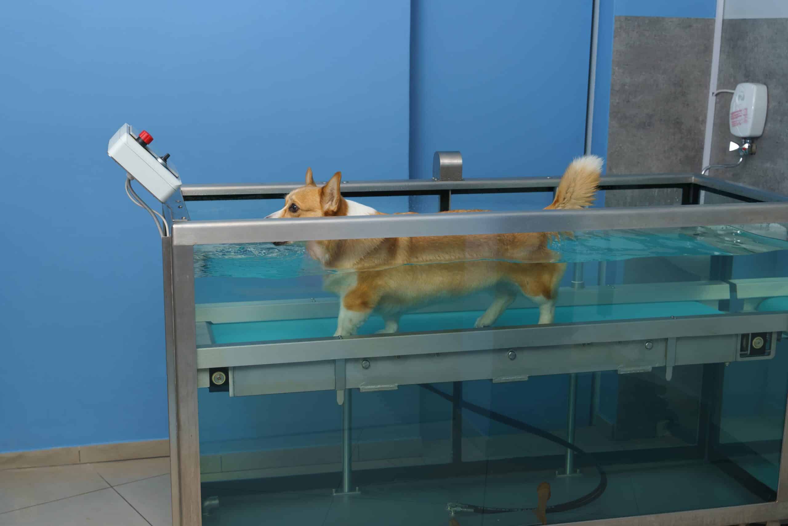 Rehabilitation for Dogs and Cats