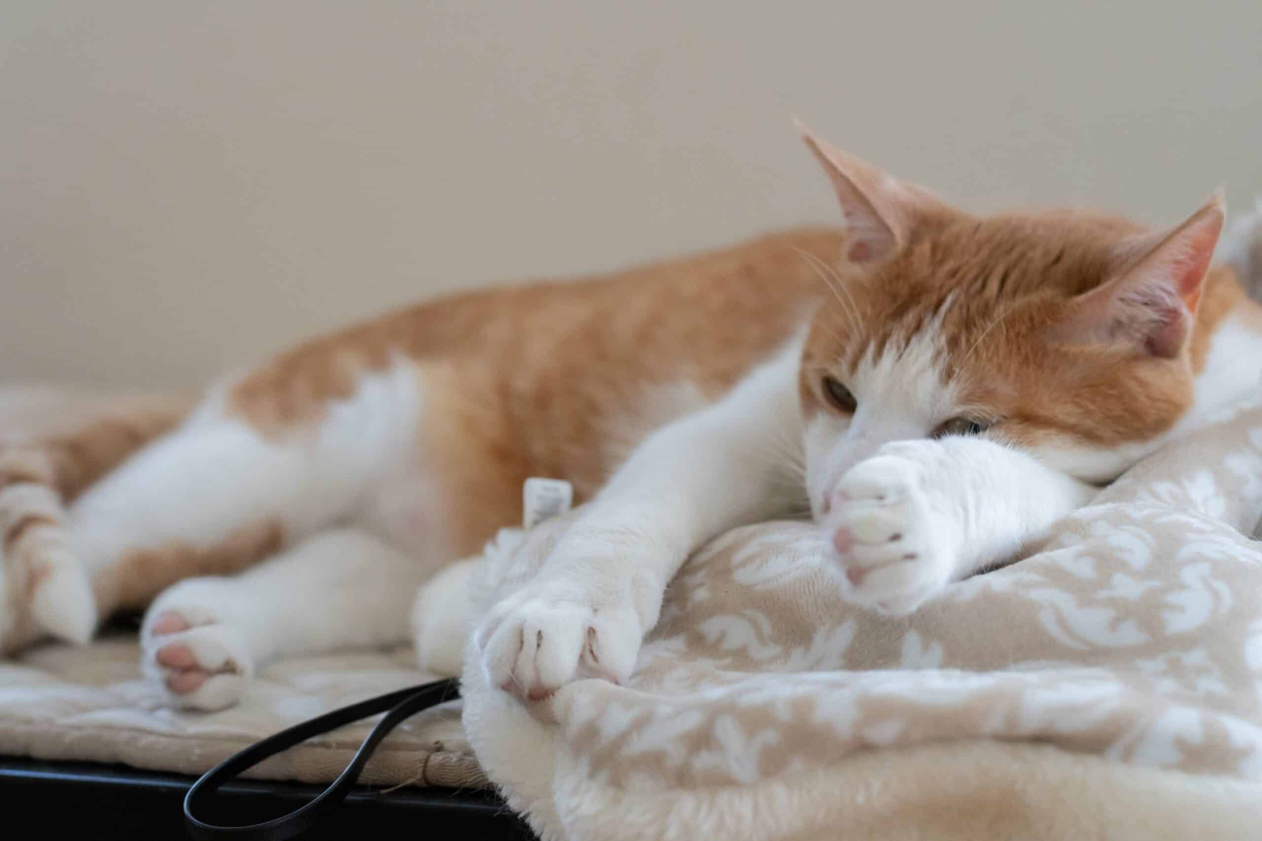 Specialized Boarding for Pets with Medical Needs