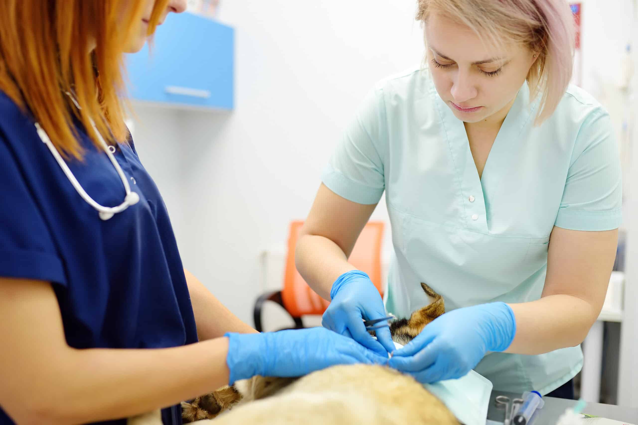 Veterinary Surgery Services