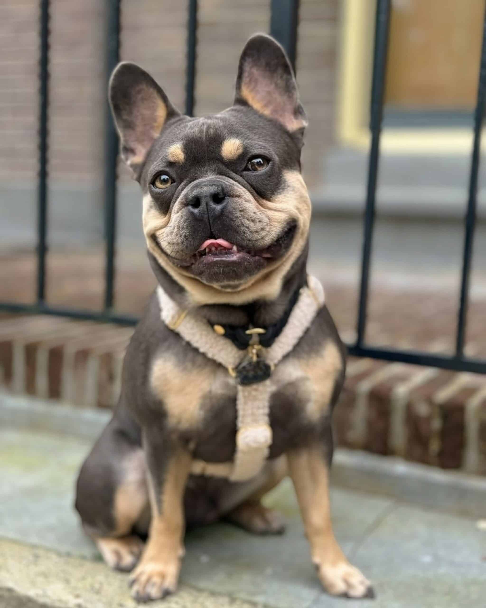 Why Choose Animal Emergency Hospital DeLand?