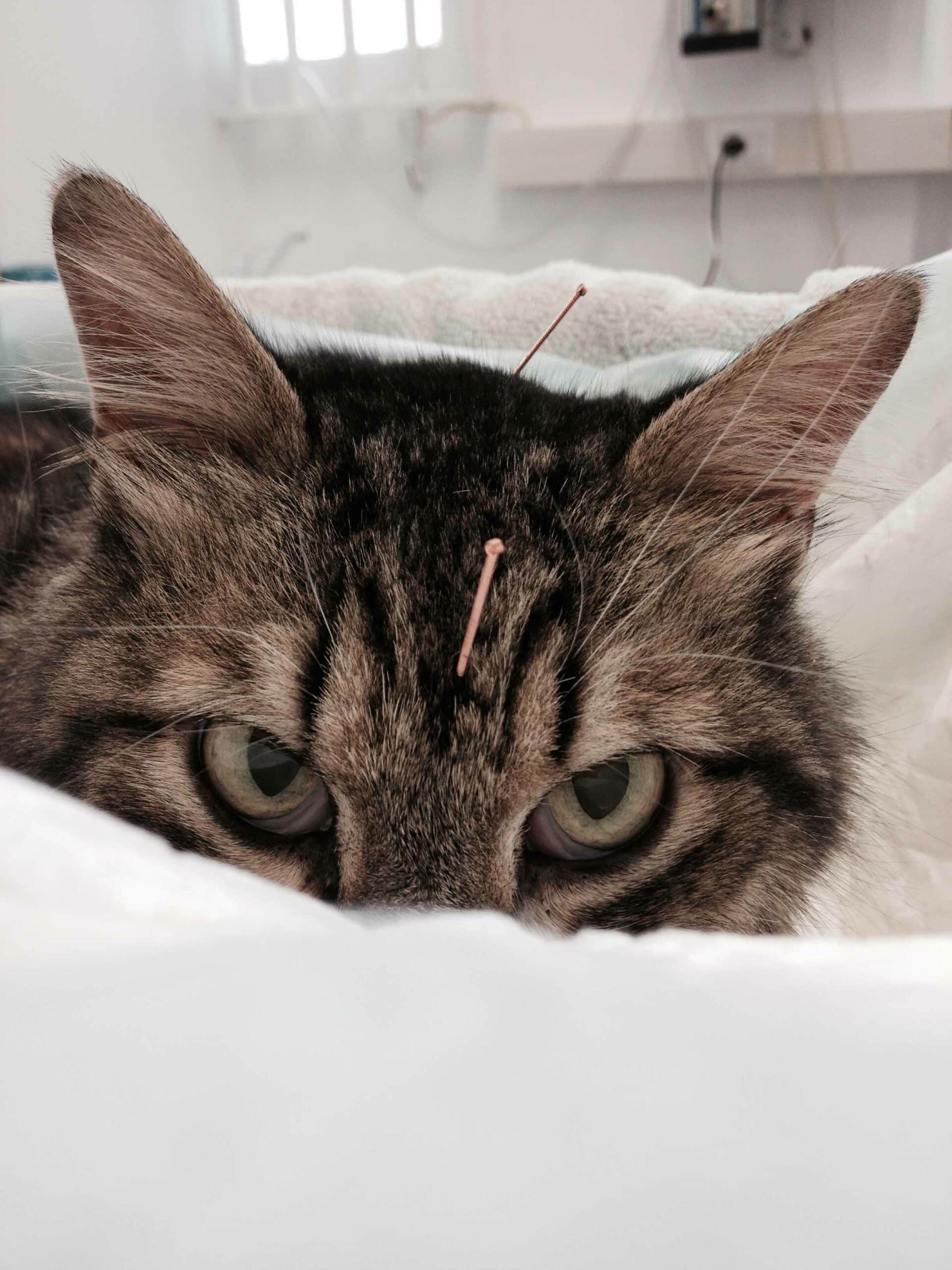 Why Pet Rehabilitation Matters