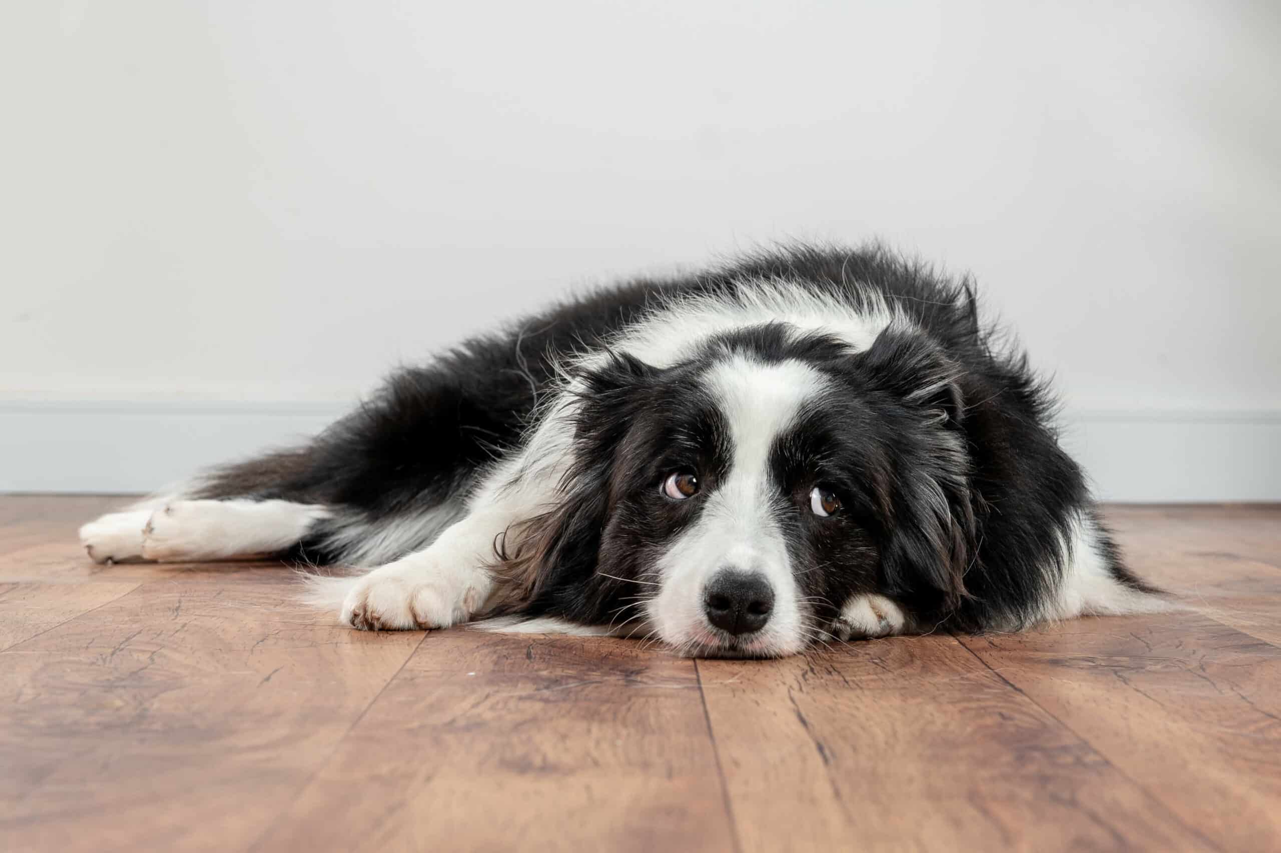 Why Pets Hide Pain—and What to Watch For